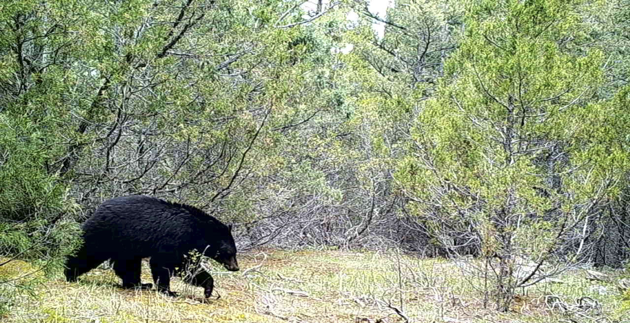 Black bear near Virginia City campground